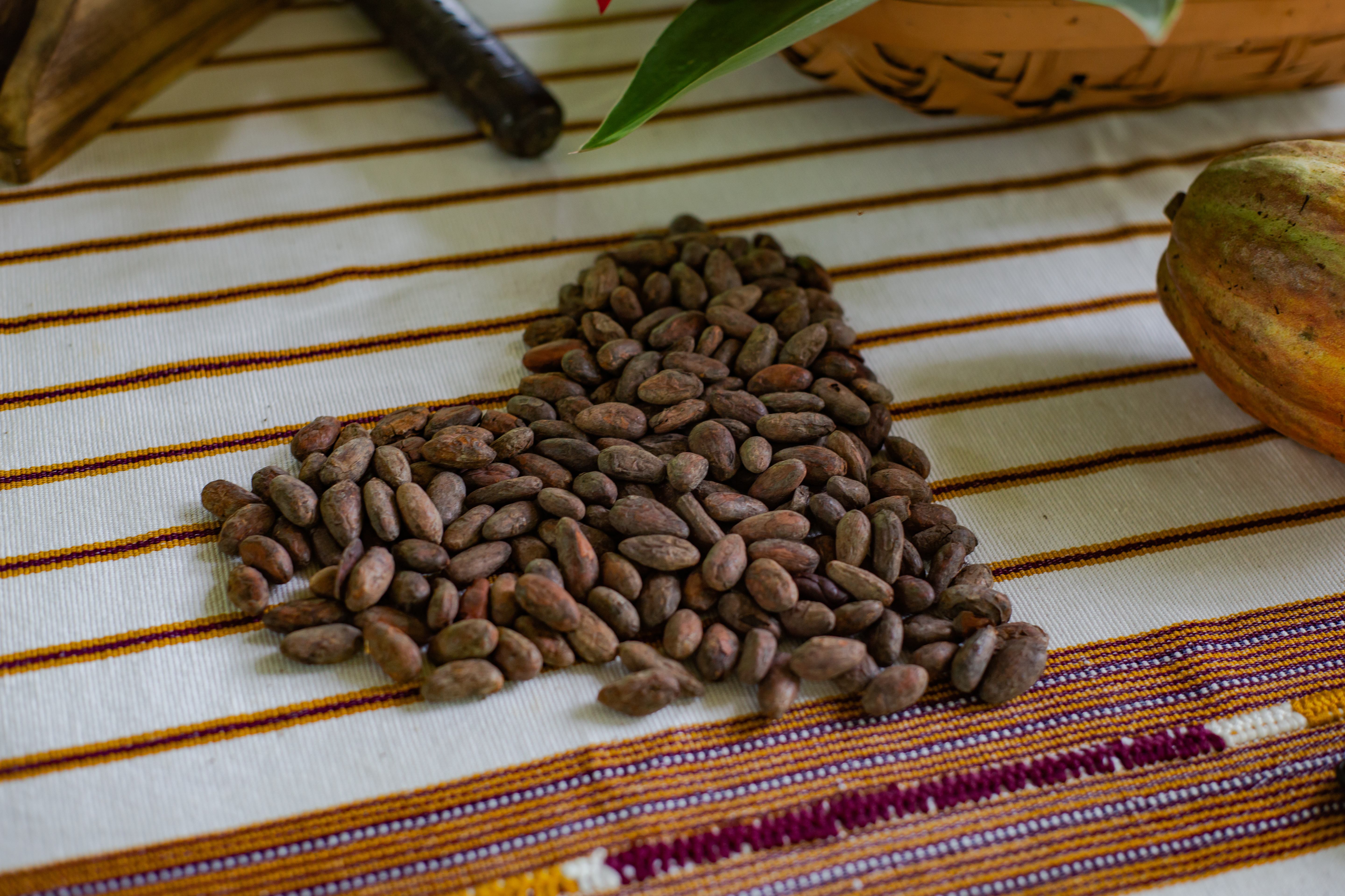 Cacao 4