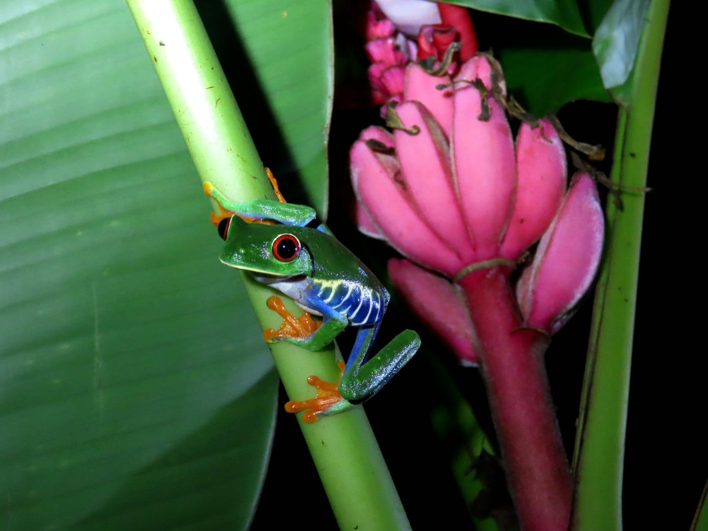 Nocturnal frog
