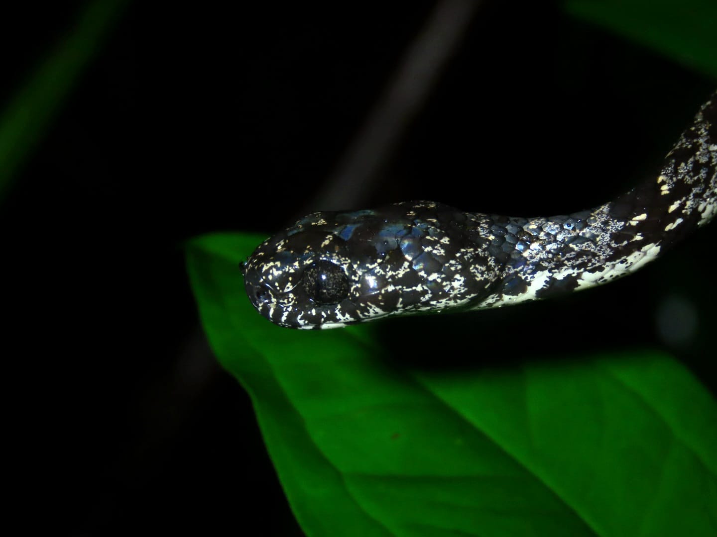Snake